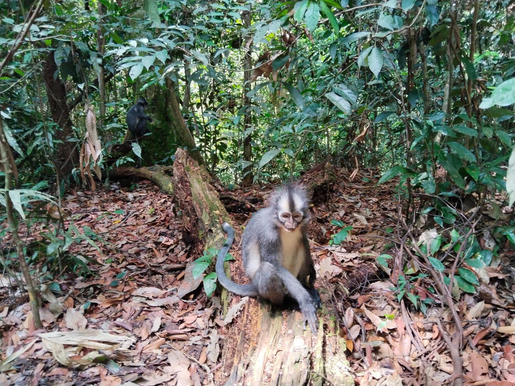 Jhony'S Backpacker-Guest House Only Stay Here Book Treking With Us บูกิตลาวัง ภายนอก รูปภาพ